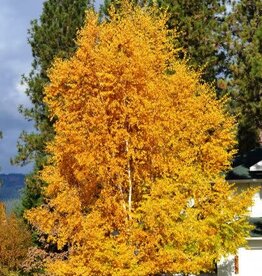 Sester Farms Betula papyrifera 'Varen'  #5  Prairie Dream Paper Birch  SF