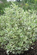 Sester Farms Cornus alba 'Bailhalo' #2 Ivory Halo® Dogwood SF