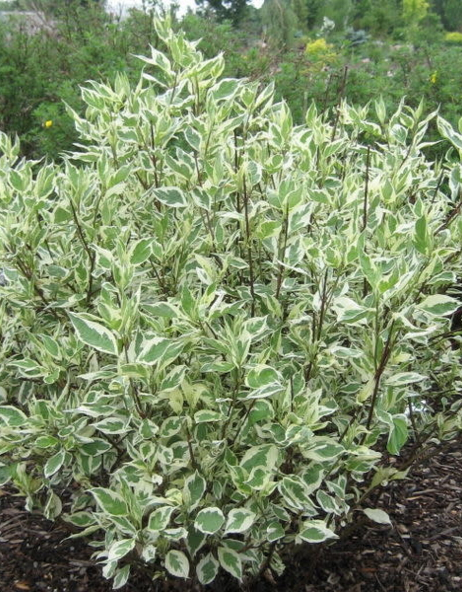 Sester Farms Cornus alba 'Bailhalo' #2 Ivory Halo® Dogwood SF
