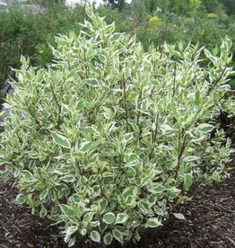 Sester Farms Cornus alba 'Bailhalo' #2 Ivory Halo® Dogwood SF