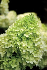 Sester Farms Hydrangea paniculata 'Zwijnenburg'  #2-Limelight™ Hydrangea  SF