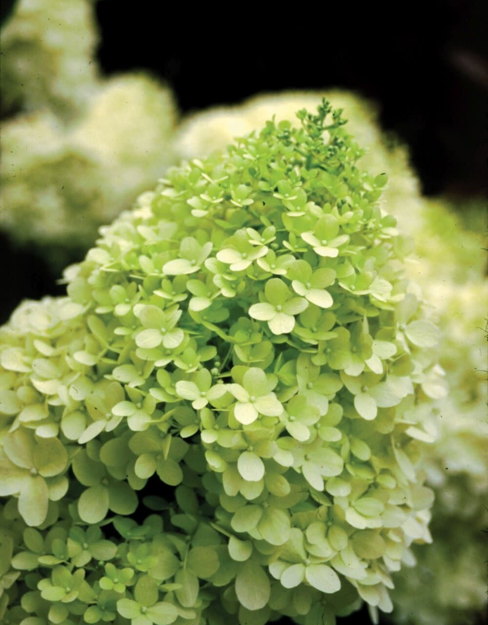 Sester Farms Hydrangea paniculata 'Zwijnenburg'  #2-Limelight™ Hydrangea  SF