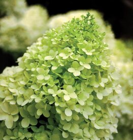 Sester Farms Hydrangea paniculata 'Zwijnenburg'  #2-Limelight™ Hydrangea  SF