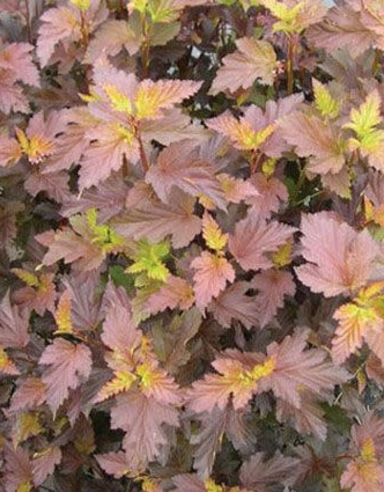 Bron and Sons Physocarpus o. 'CG' #5 Center Glow Ninebark SF