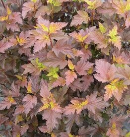 Bron and Sons Physocarpus o. 'CG' #5 Center Glow Ninebark SF