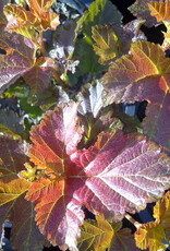Sester Farms Physocarpus o. 'Jefam' #5 Amber Jubilee™ Ninebark