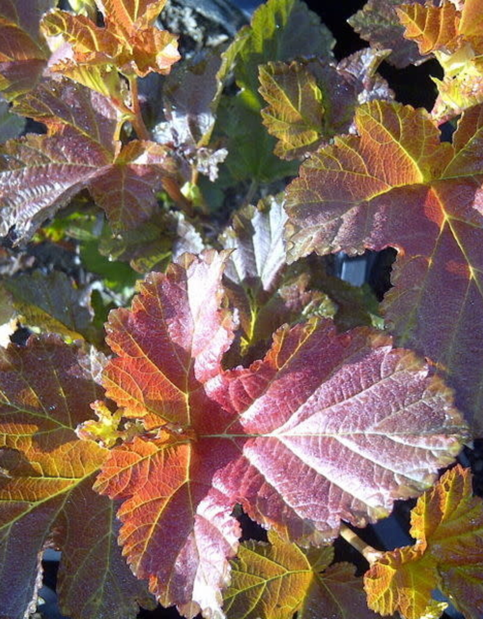 Sester Farms Physocarpus o. 'Jefam' #5 Amber Jubilee™ Ninebark