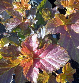 Sester Farms Physocarpus o. 'Jefam' #5 Amber Jubilee™ Ninebark
