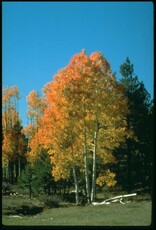 Sester Farms Populus tremuloides -Quaking Aspen Single #10 SF