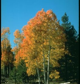 Sester Farms Populus tremuloides -Quaking Aspen Single #10 SF