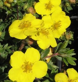 Sester Farms Potentilla frut. 'Gold Star' #2 SF