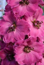 Walters Gardens Delphinum 'Pink Punch' 5.5 in New Zealand Delphiniums