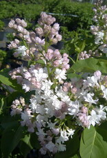Sester Farms Syringa v. 'Krasavitsa Moskvy' #2 Beauty of Moscow French Lilac SF
