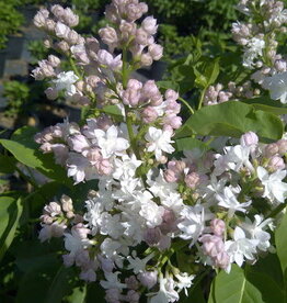 Sester Farms Syringa v. 'Krasavitsa Moskvy' #2 Beauty of Moscow French Lilac SF