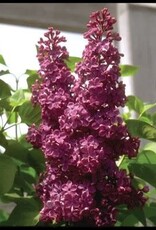 Sester Farms Syringa vulgaris 'Charles Joly' #2 French Lilac SF