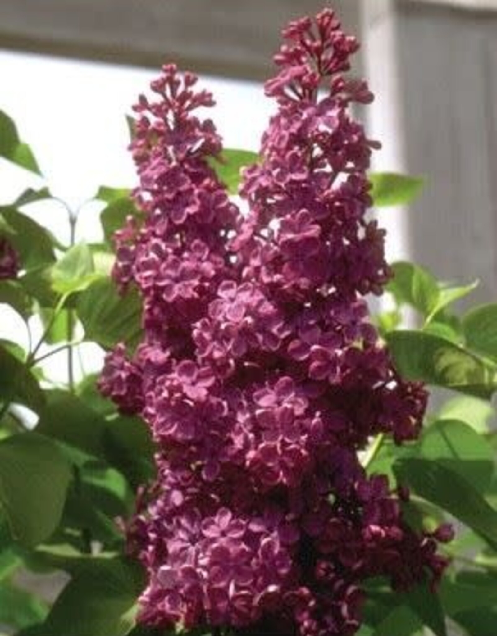 Sester Farms Syringa vulgaris 'Charles Joly' #2 French Lilac SF