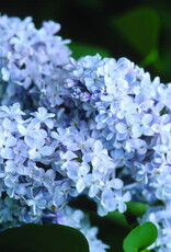 Sester Farms Syringa v. 'President Grevy' #2 French Lilac SF