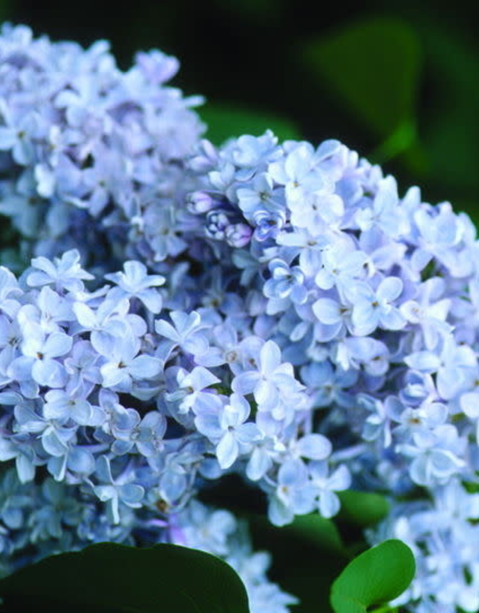 Sester Farms Syringa v. 'President Grevy' #2 French Lilac SF
