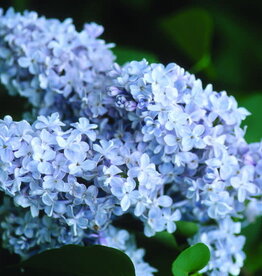 Sester Farms Syringa v. 'President Grevy' #2 French Lilac SF