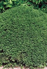 Sester Farms Buxus 'Green Velvet'  #5 Super  15-18" -  Boxwood