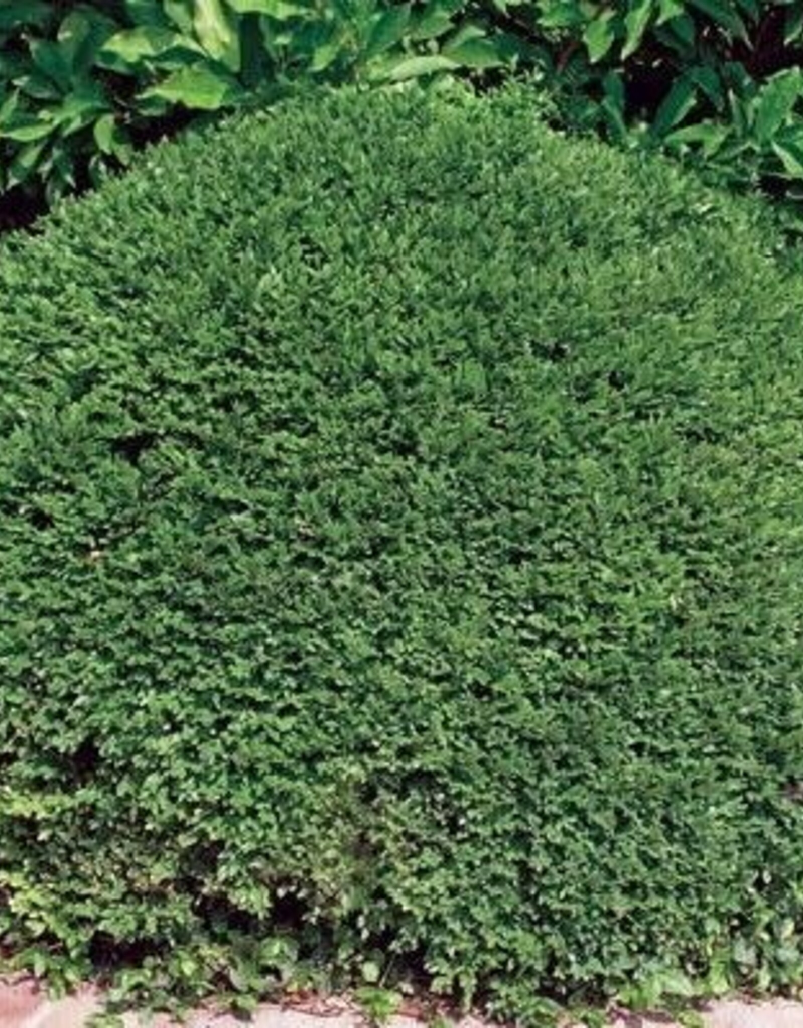 Sester Farms Buxus 'Green Velvet'  #5 Super  15-18" -  Boxwood
