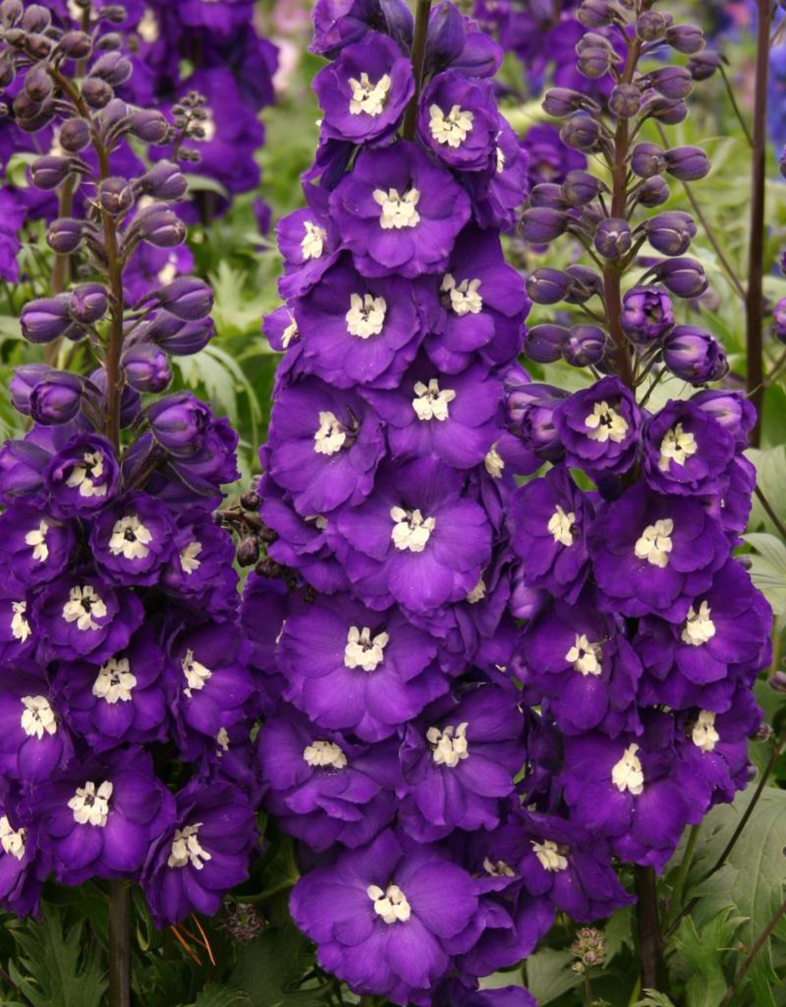 Walters Gardens Delphinium 'Purple Passion' 5.5 in