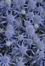 Walters Gardens Eryngium planum Blue Glitter #1 - Sea Holly