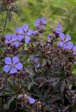 Walters Gardens Geranium 'Dark Reiter' 5.5 in