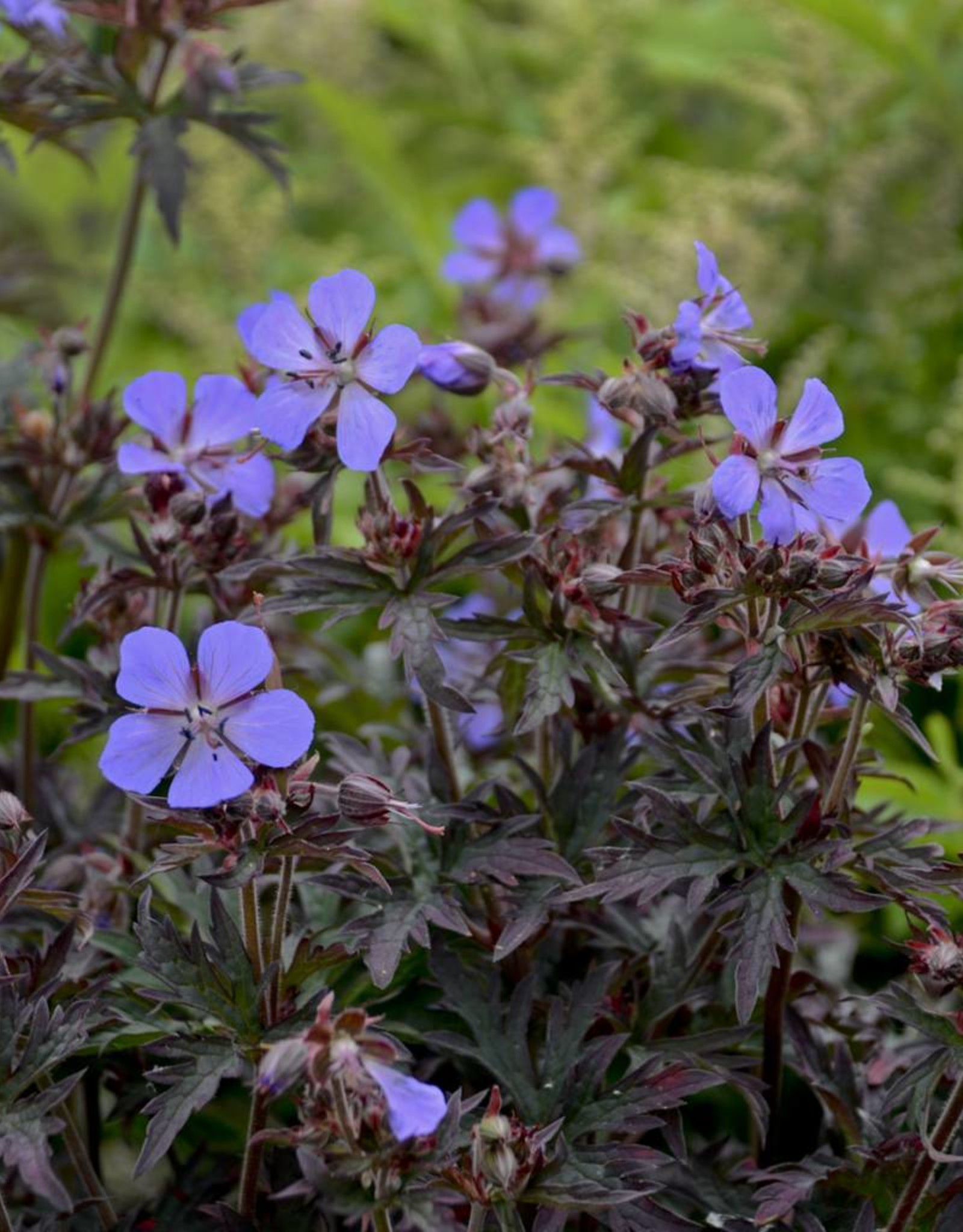 Walters Gardens Geranium 'Dark Reiter' 5.5 in
