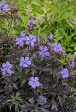 Walters Gardens Geranium 'Dark Reiter' 5.5 in
