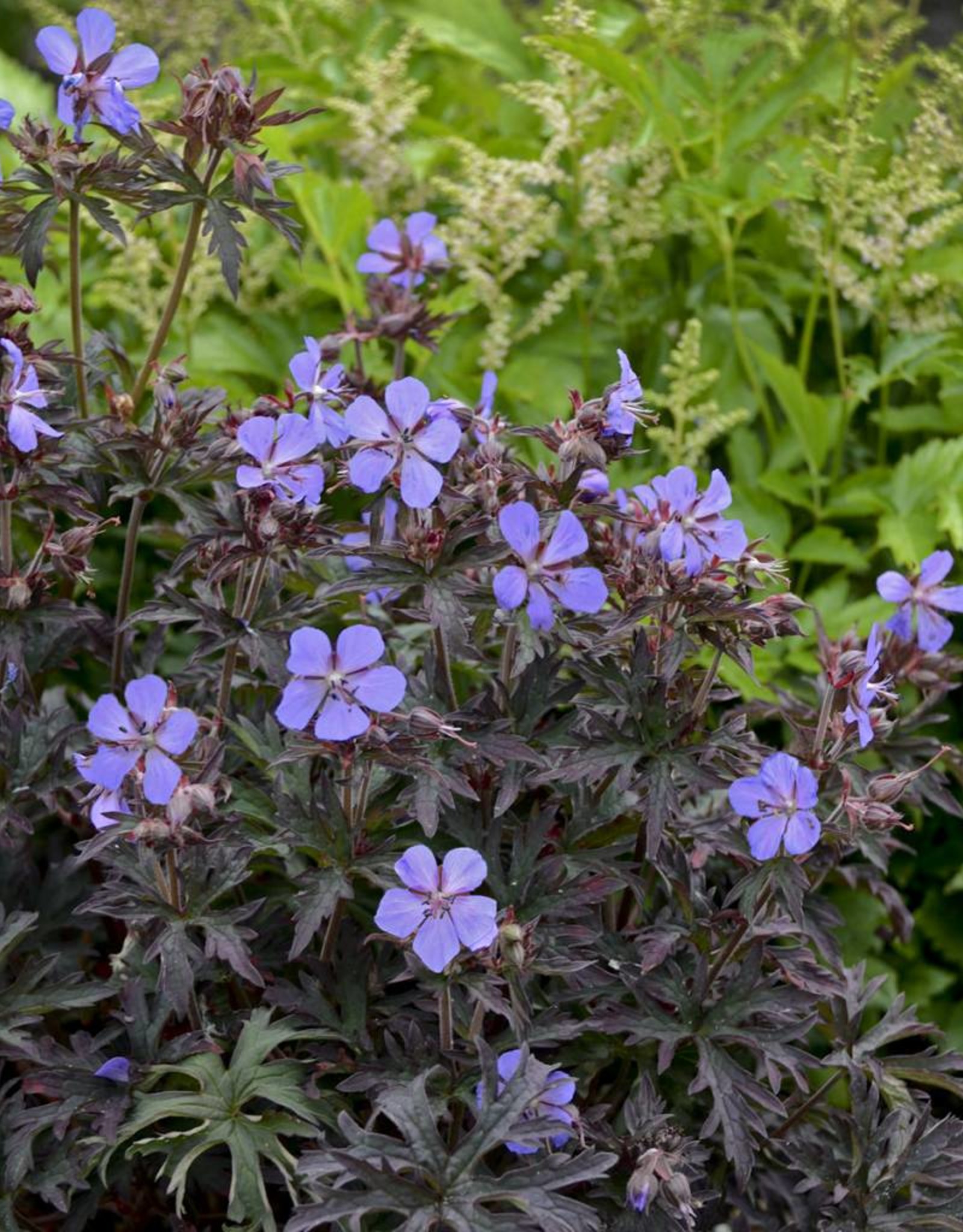Walters Gardens Geranium 'Dark Reiter' 5.5 in