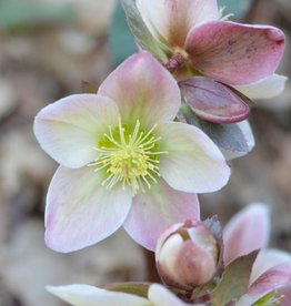 Walters Gardens Helleborus Ivory Prince #1 Lenten Rose