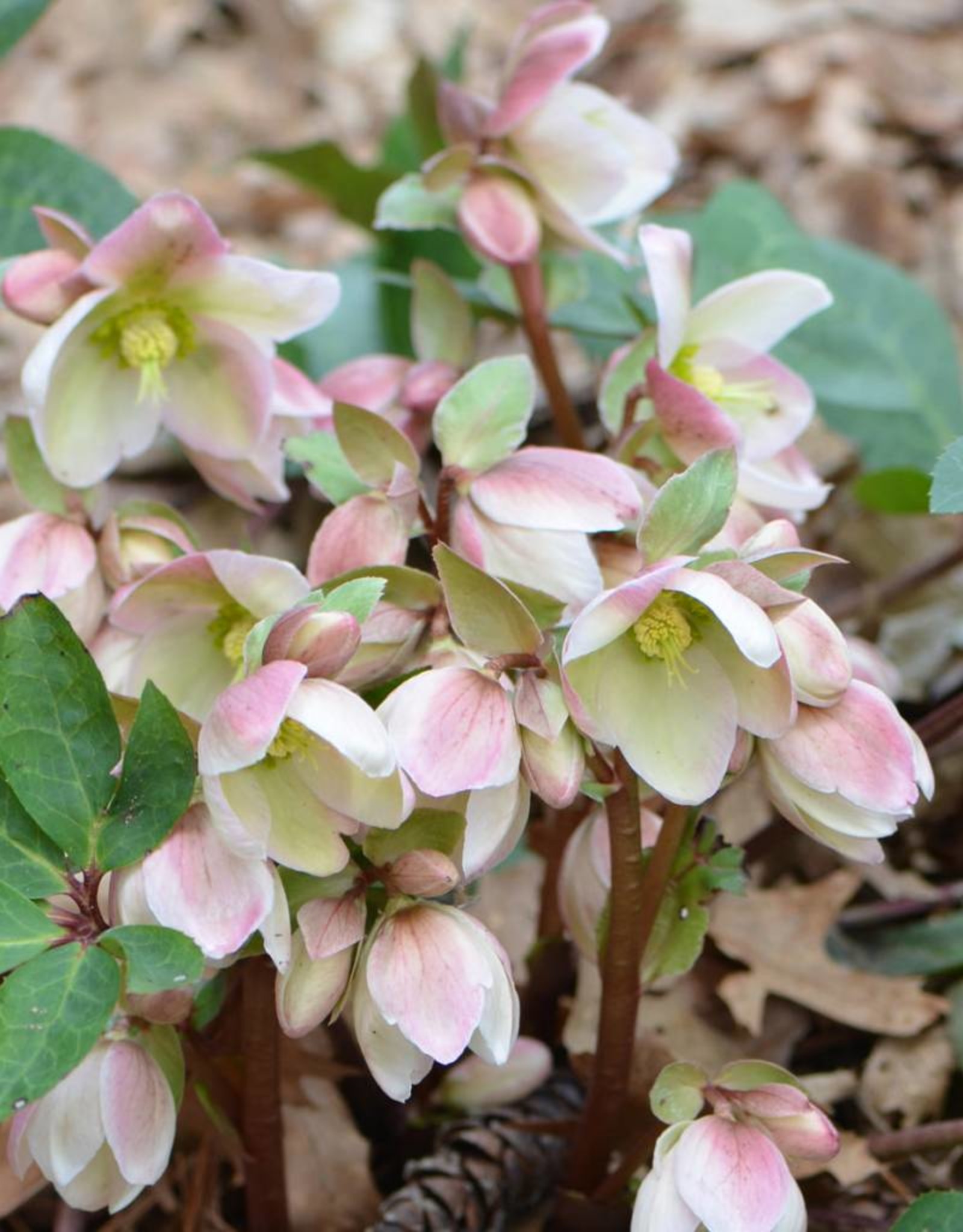 Walters Gardens Helleborus Ivory Prince #1 Lenten Rose