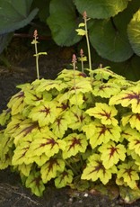 Walters Gardens Heucherella 'Catching Fire'