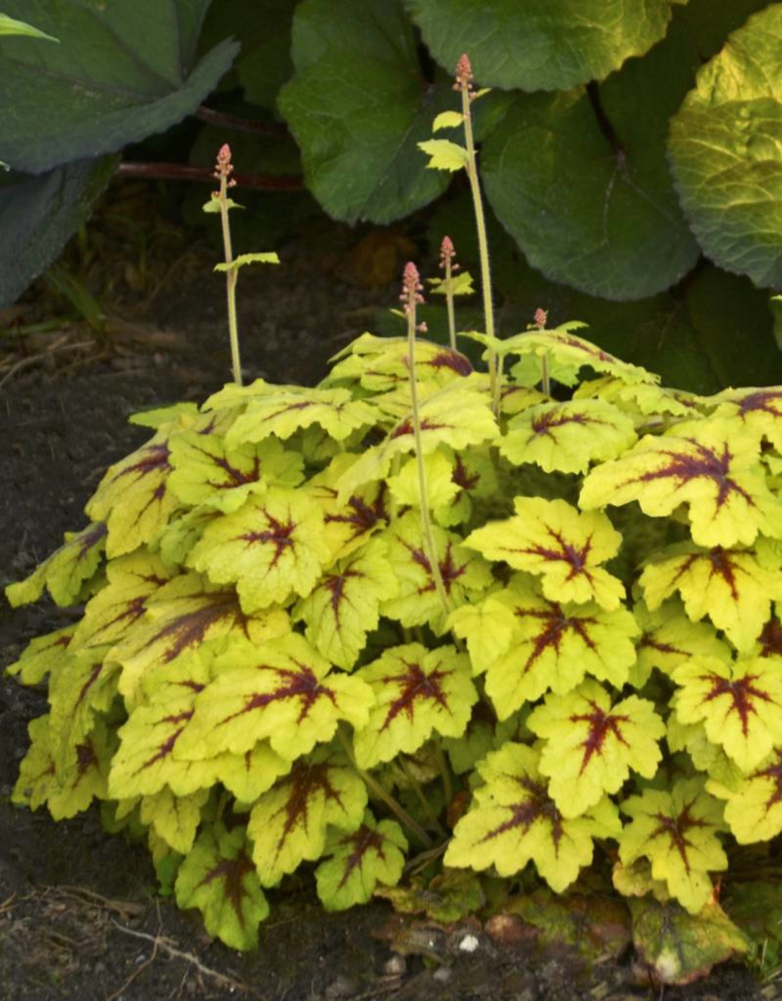 Walters Gardens Heucherella 'Catching Fire'