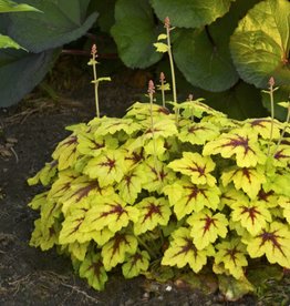 Walters Gardens Heucherella 'Catching Fire'