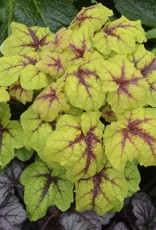 Walters Gardens Heucherella 'Catching Fire'
