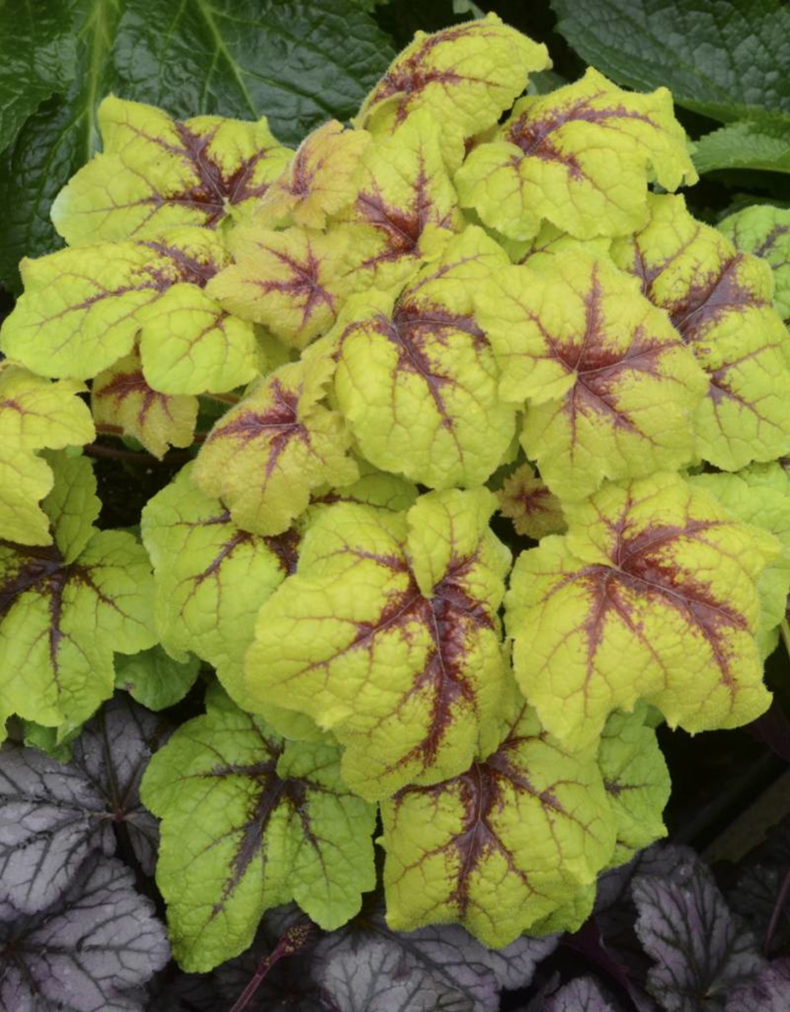 Walters Gardens Heucherella 'Catching Fire'