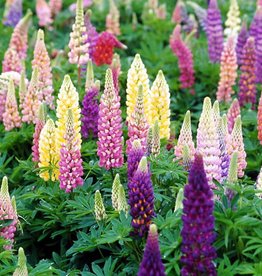 Walters Gardens Lupinus Popsicle Series Mix #1 Lupine