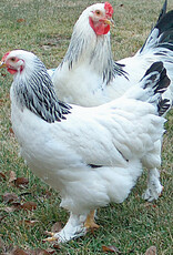 Dunlap Light Brahma P 5-23-25