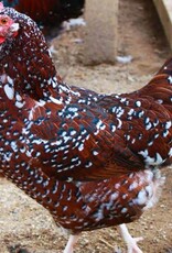 Dunlap Speckled Sussex P 5-23-25