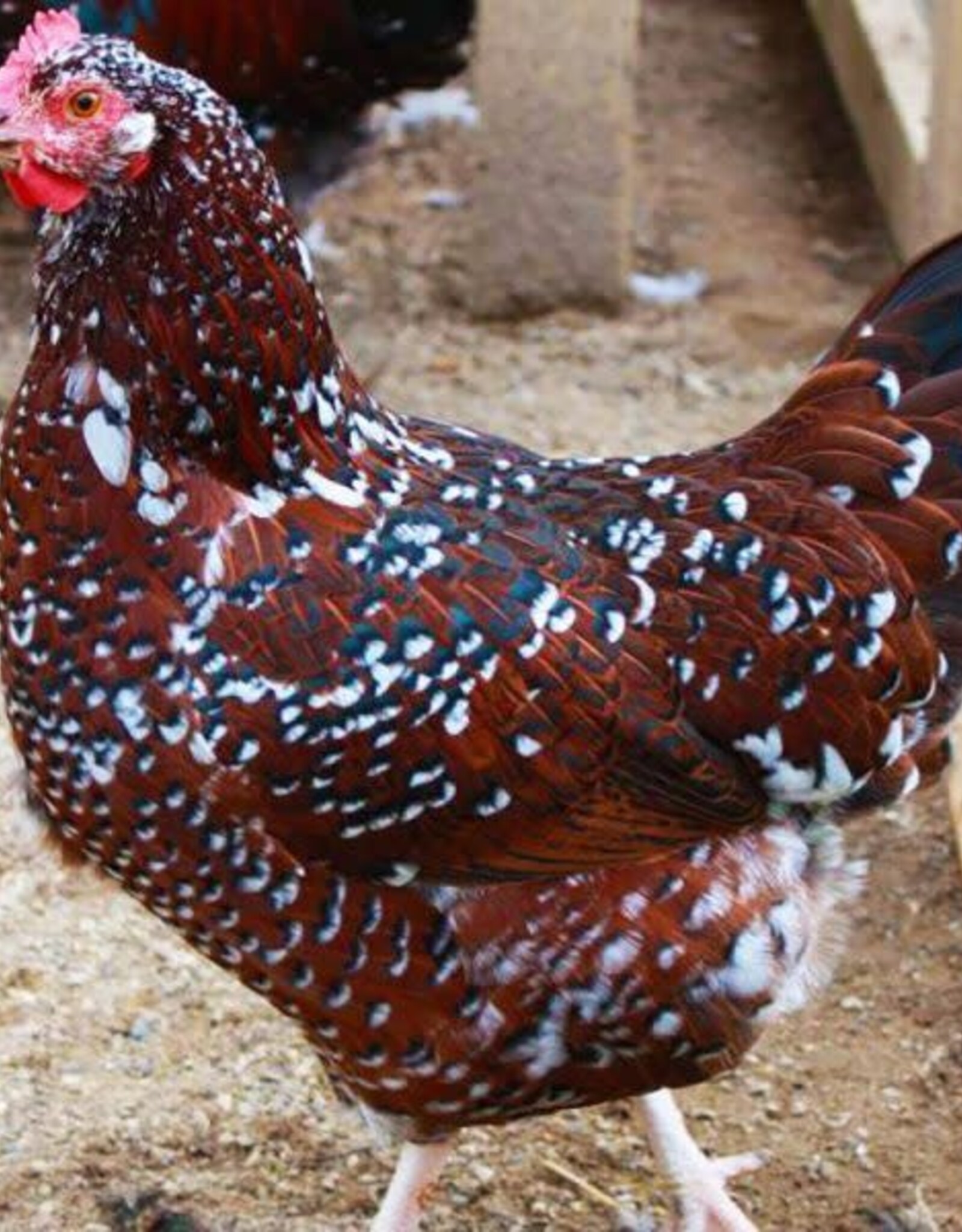 Dunlap Speckled Sussex P 5-23-25