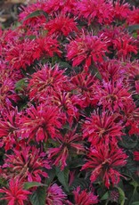 Walters Gardens Monarda 'Cherry Pops' #1 Bee Balm