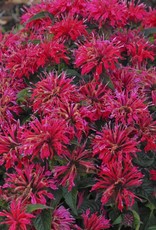 Walters Gardens Monarda 'Cherry Pops' #1 Bee Balm