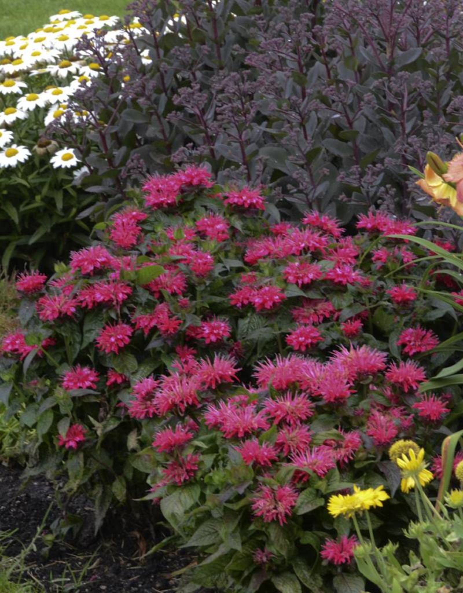 Walters Gardens Monarda 'Cherry Pops' #1 Bee Balm