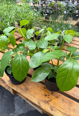 Mainland Heptapleurum Schefflera 'Alpine 6 in