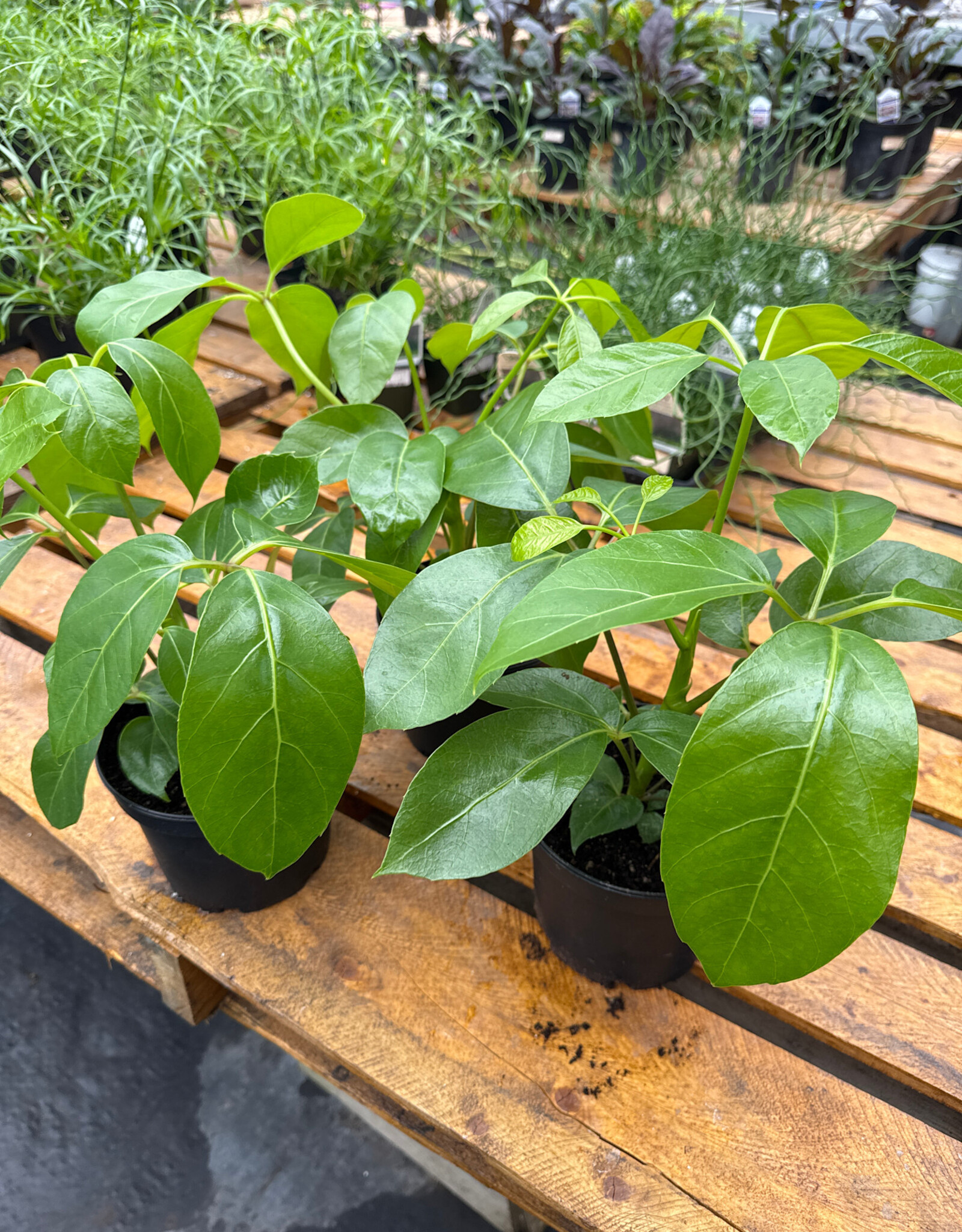 Mainland Heptapleurum Schefflera 'Alpine 6 in