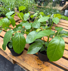 Mainland Heptapleurum Schefflera 'Alpine 6 in