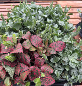 Fittonia 4 in Nerve Plant