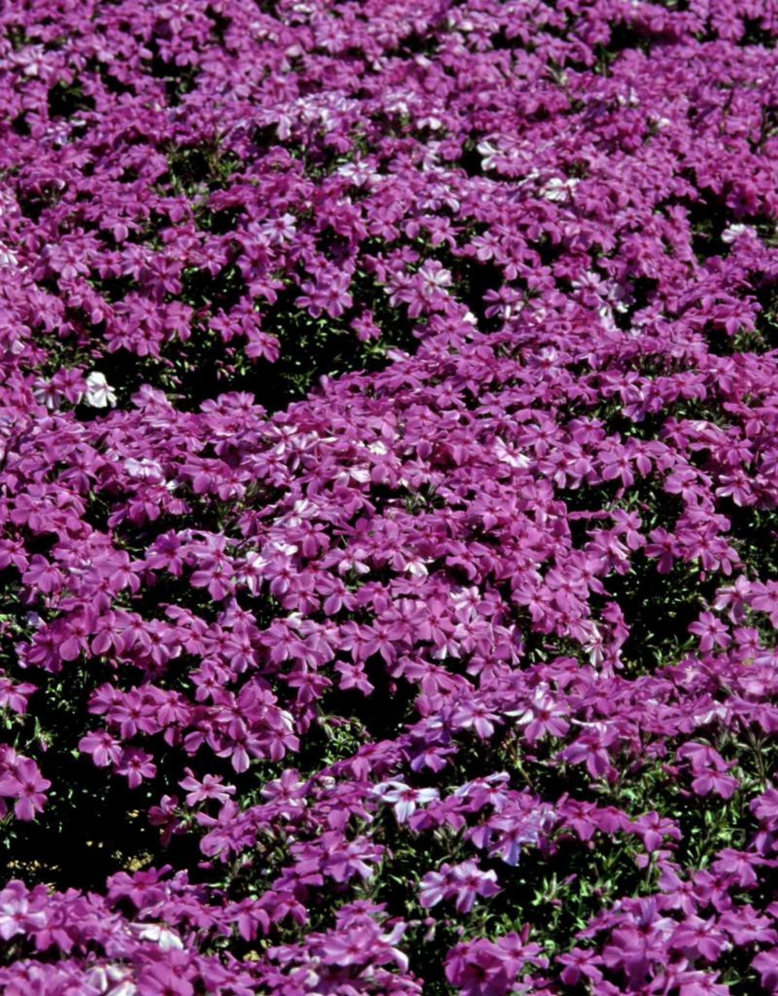Walters Gardens Phlox s. Red wing 5.5 inch